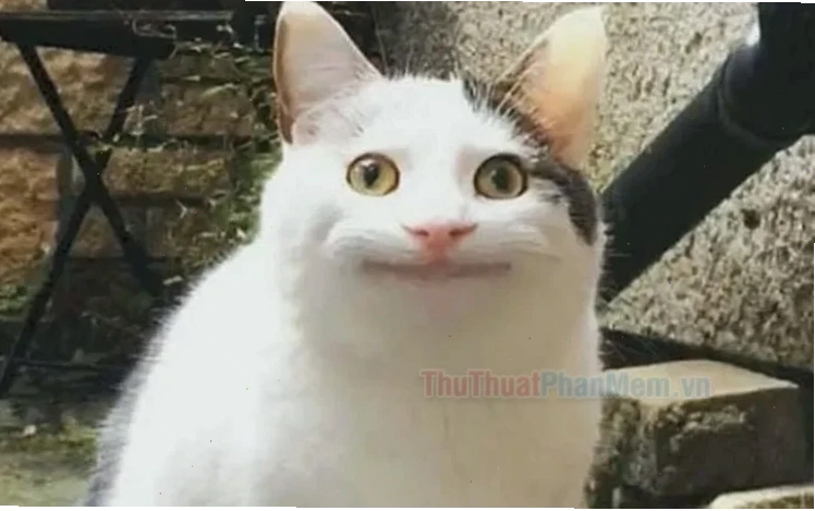 meme hết hồn