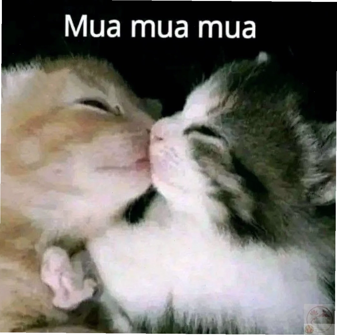 meme hết hồn