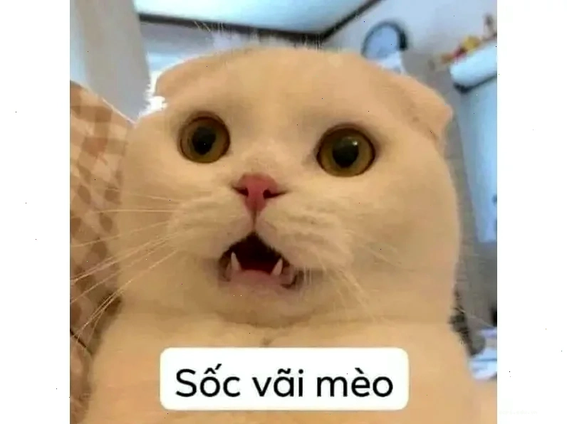 meme hết hồn hài hước