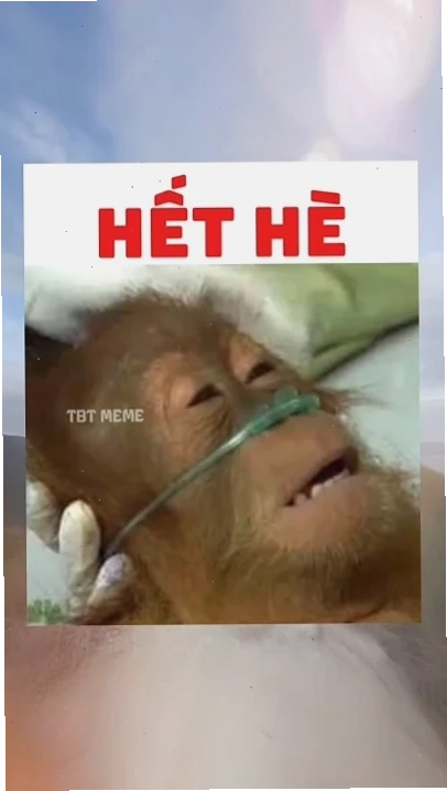 Meme hét trong vlog