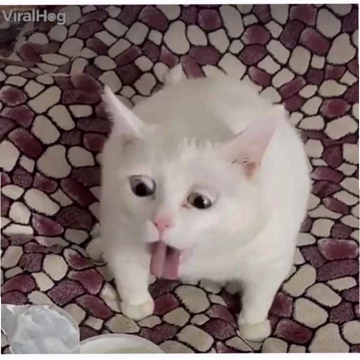 meme hoảng sợ
