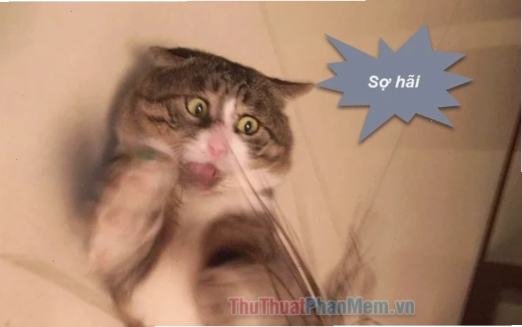 meme hoảng sợ