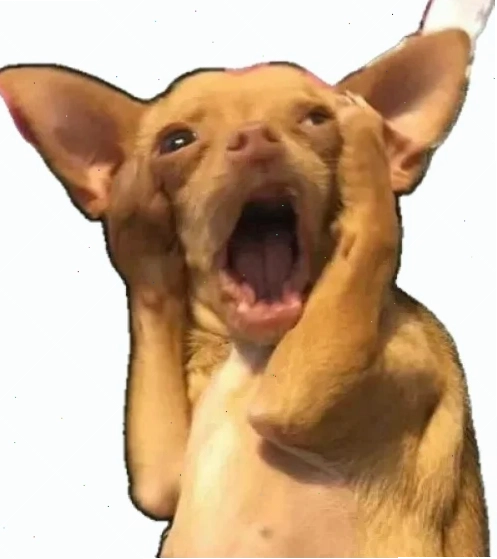meme hoảng sợ