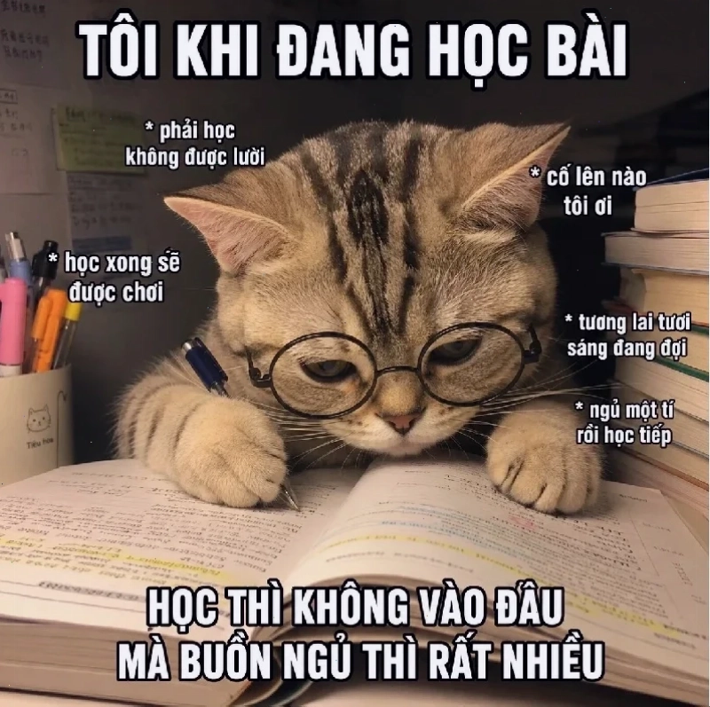 meme học tập