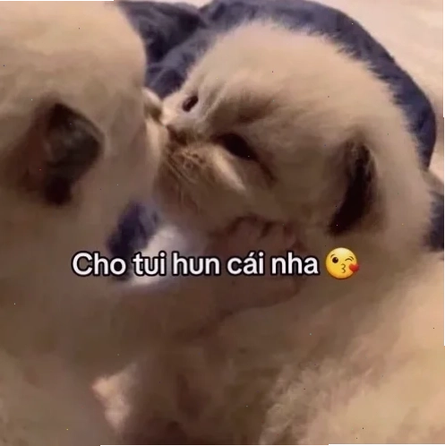 meme hôn say đắm
