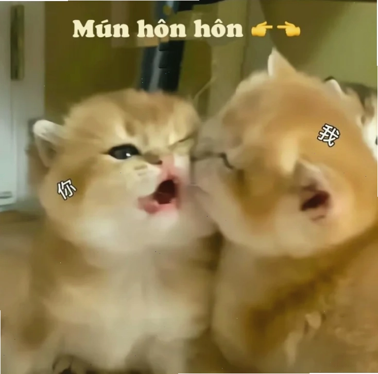 meme hôn vụng về