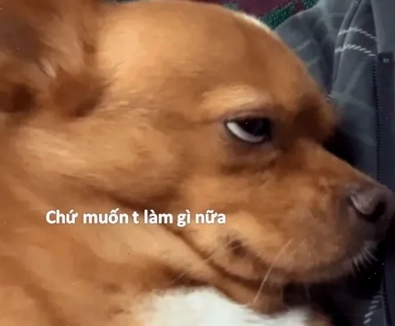 meme hứng thú