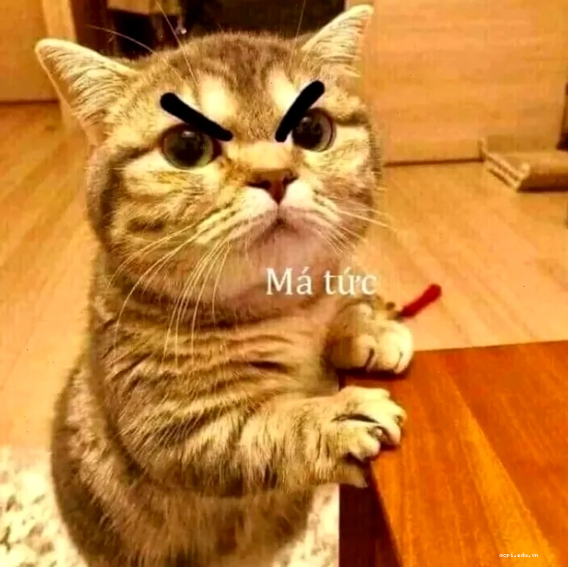 meme hứng thú