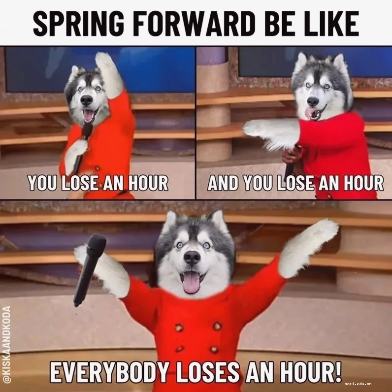 meme husky chỉ tay
