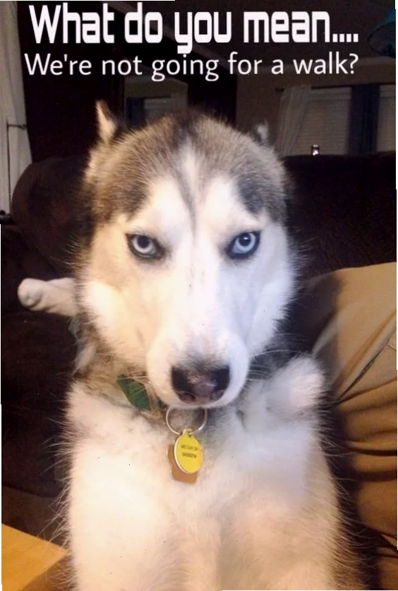 meme husky chỉ tay