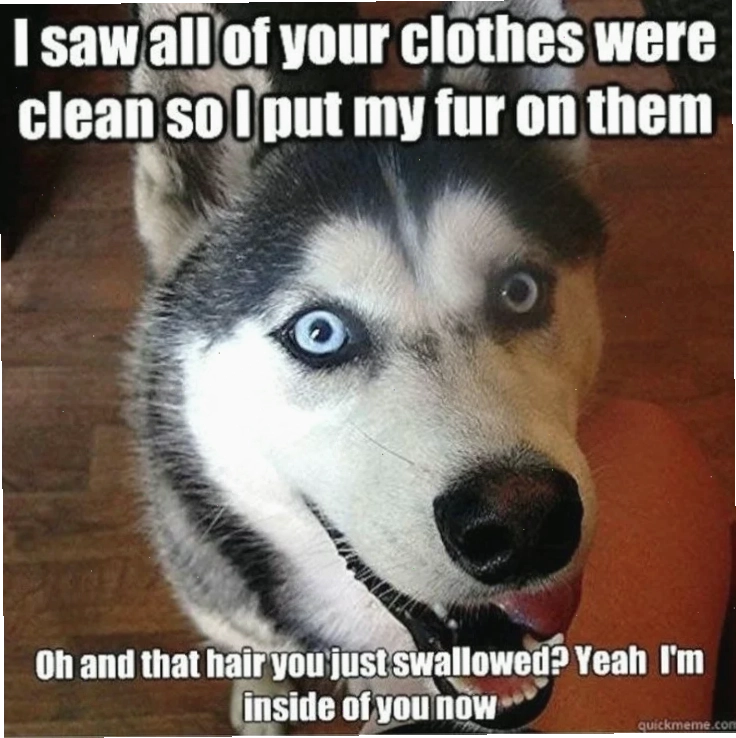 meme husky finger