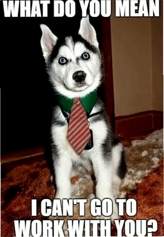 meme husky finger