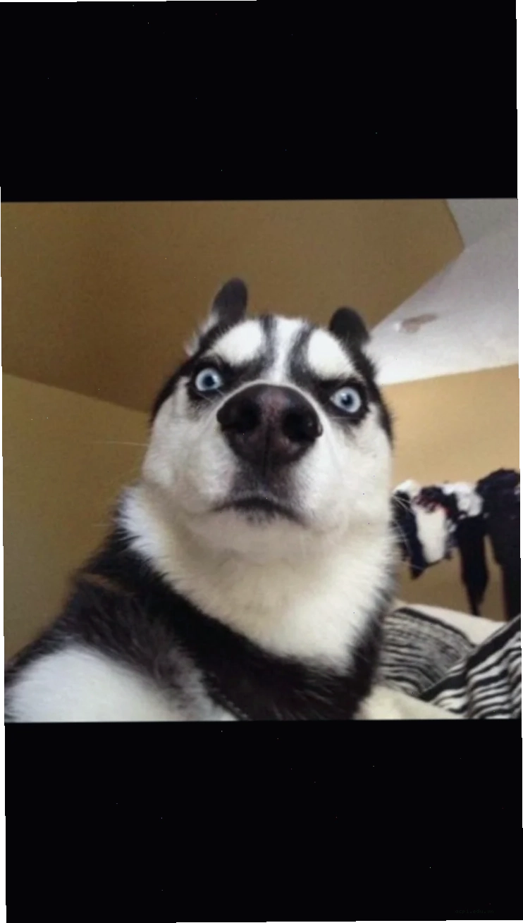 meme husky finger