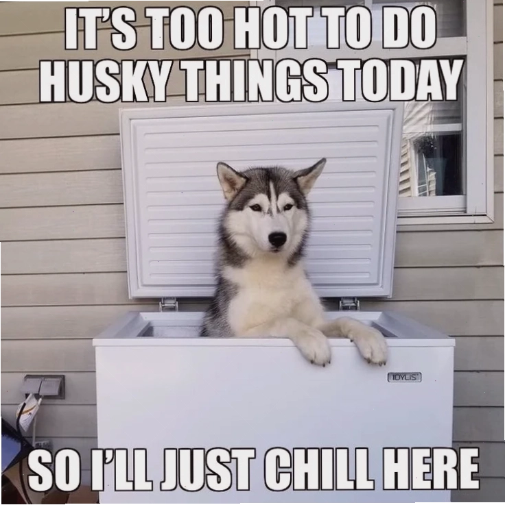 meme husky finger