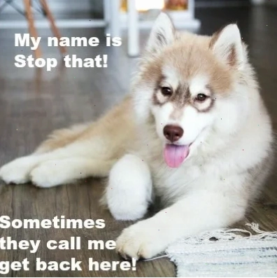 meme husky ngáo