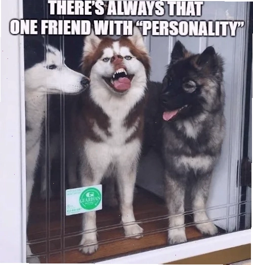 meme husky ngáo