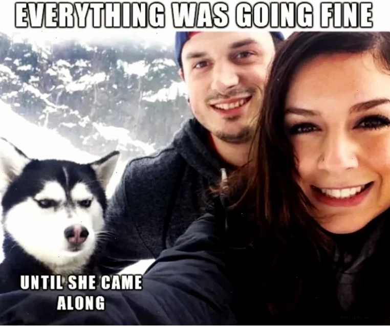 meme husky ngáo