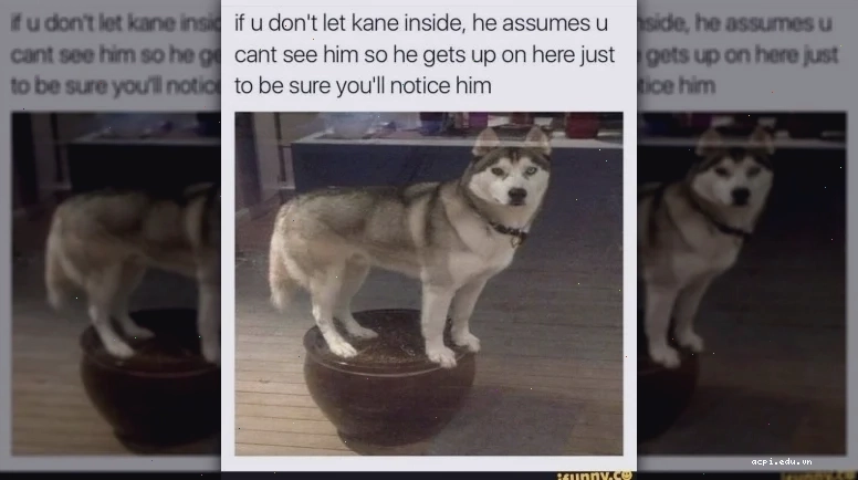 meme husky ngáo