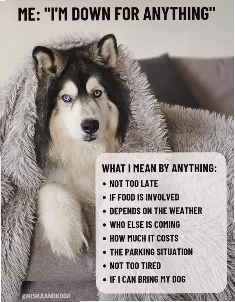 meme husky ngáo