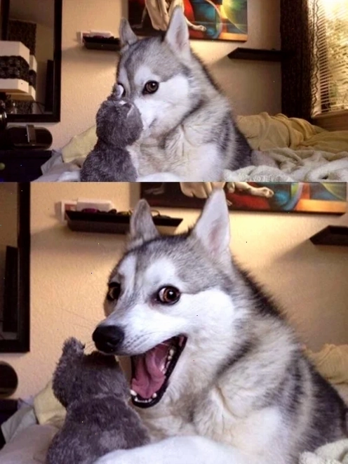 meme husky ngáo