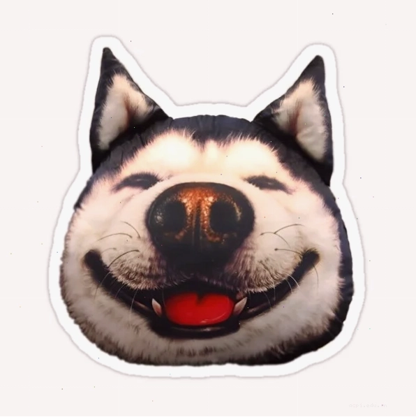 meme husky ngáo