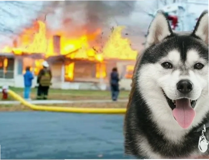 meme husky ngáo