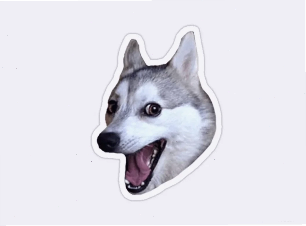meme husky ngáo