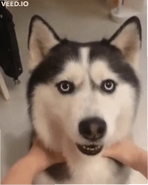 meme husky ngáo