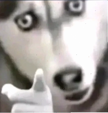meme husky ngáo