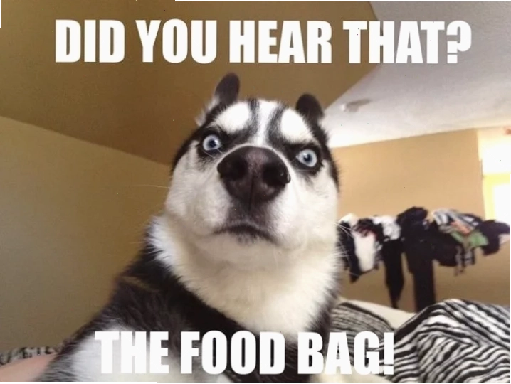 meme husky ngáo