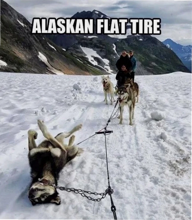 meme husky pointing