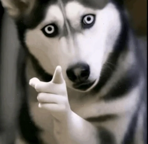 meme husky pointing