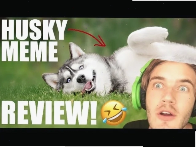meme husky pointing