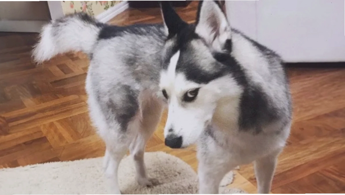 meme husky pointing