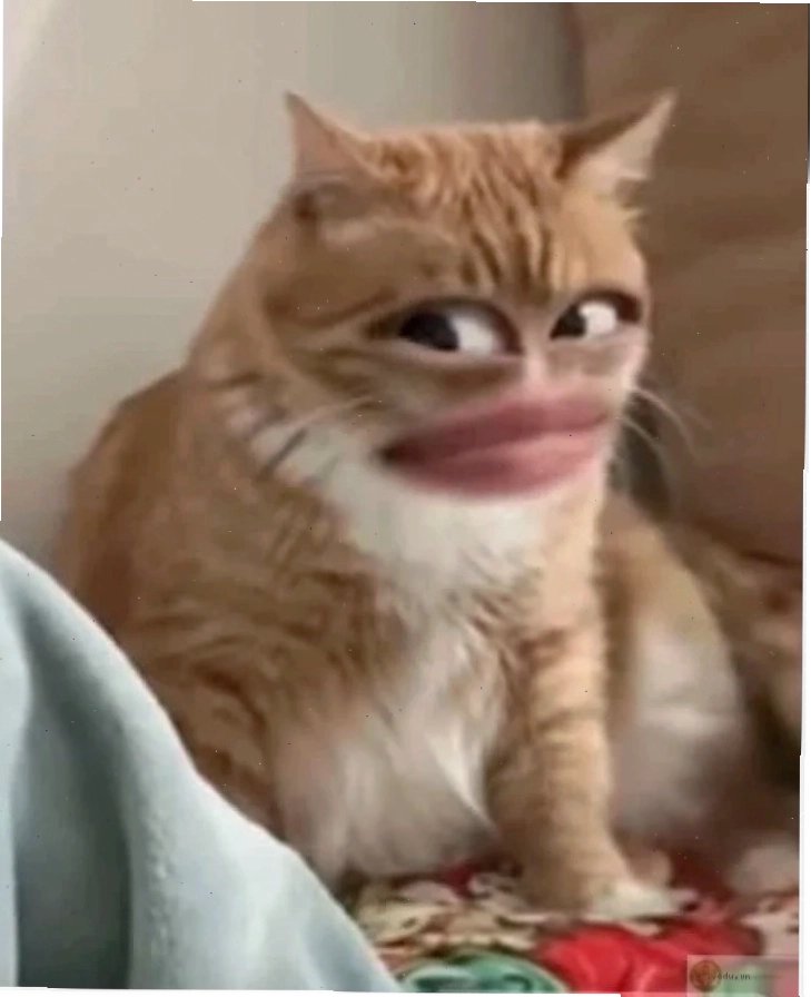 meme khinh bỉ hài hước