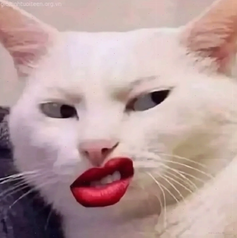 meme khinh bỉ mèo với thái độ dửng dưng