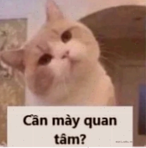 meme không ai quan tâm bá đạo