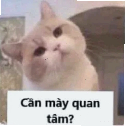 meme không ai quan tâm bá đạo