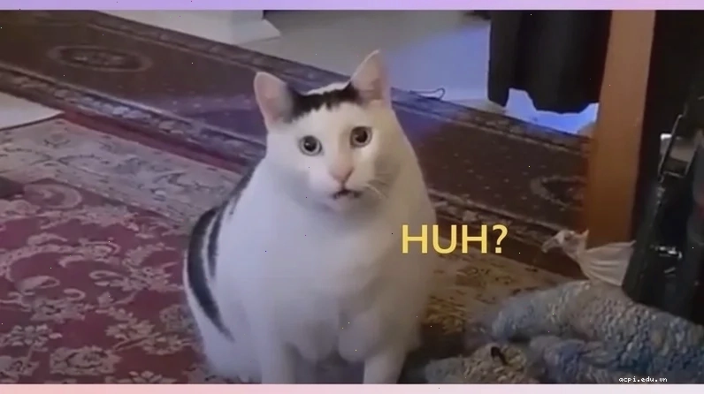 meme không hiểu