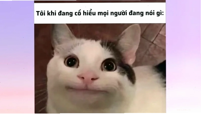 meme không hiểu