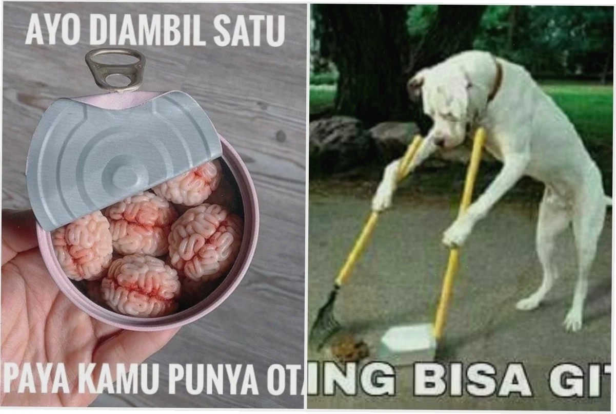 meme kocak hài
