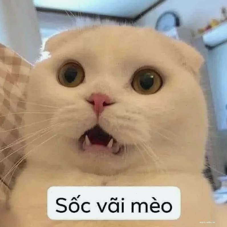 Meme là gì trên facebook vui