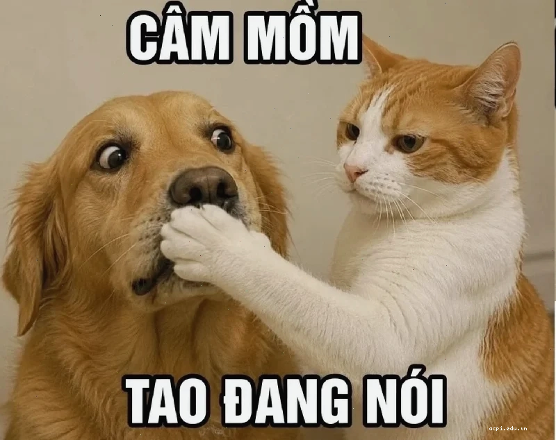 meme lắc đầu