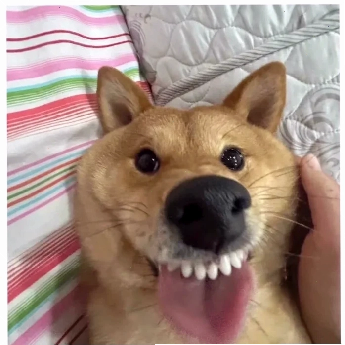 Khao khát tột độ Meme liếm màn hình đầy khao khát