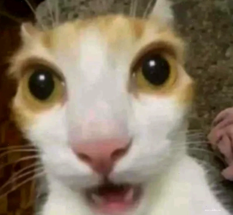 meme lo lắng áp lực gia đình