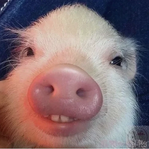 meme lợn hồng đang ngủ