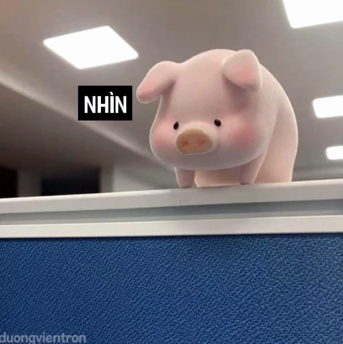 meme lợn mặc bikini