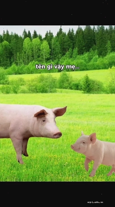 meme lợn nằm dài