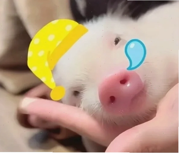 meme lợn ngáp