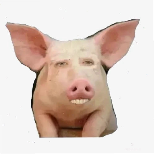 meme lợn ngáp dài